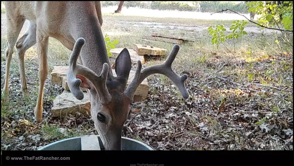 Eight point buck