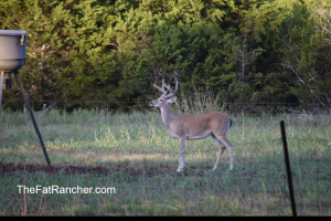 Young buck deer