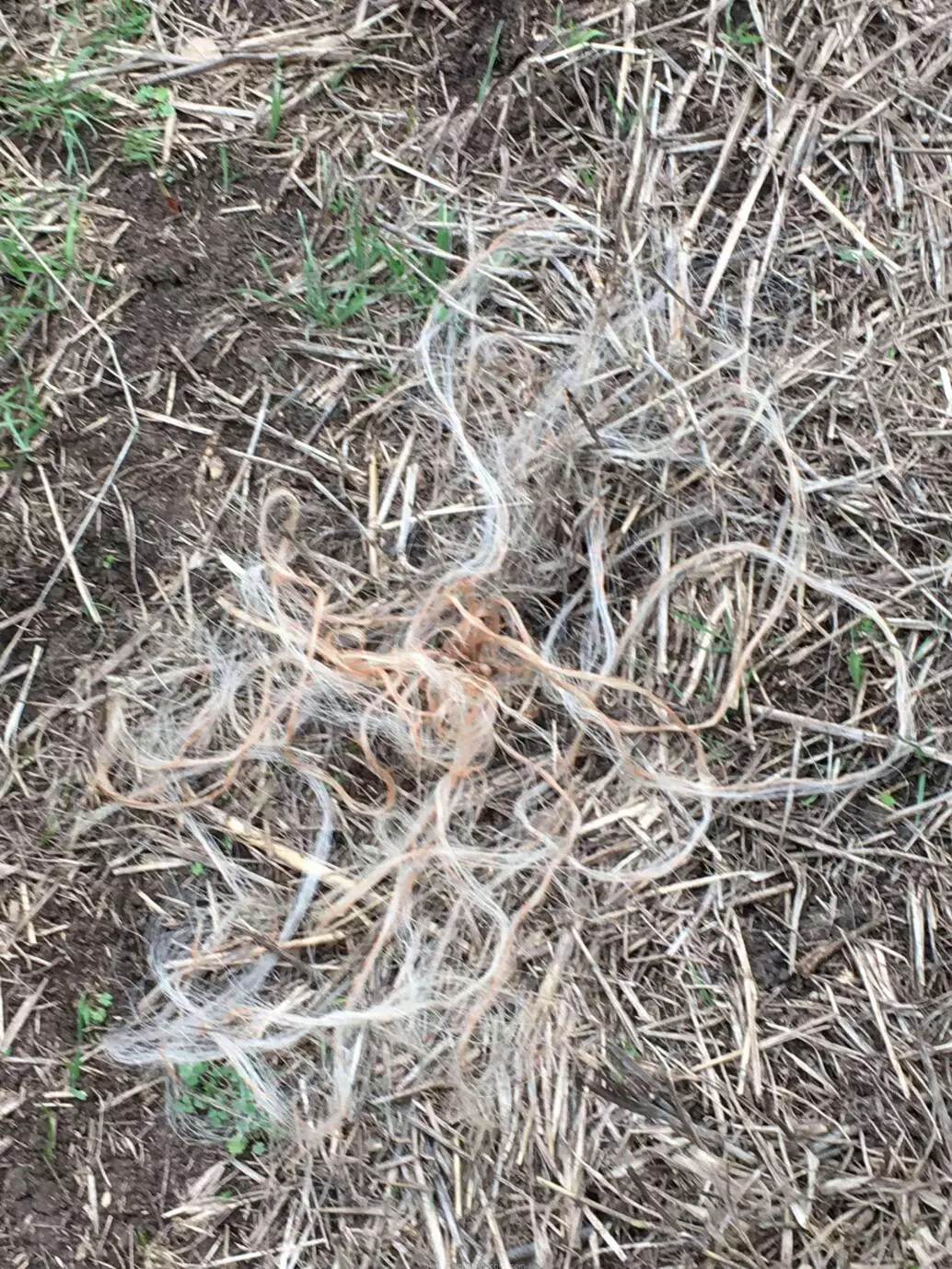 Bale Twine in the Pasture
