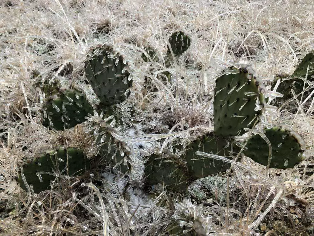 Photo of ice covered prickly pear cactus