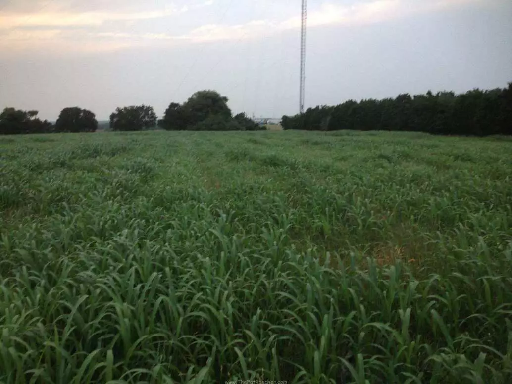 Sudan grass emerging