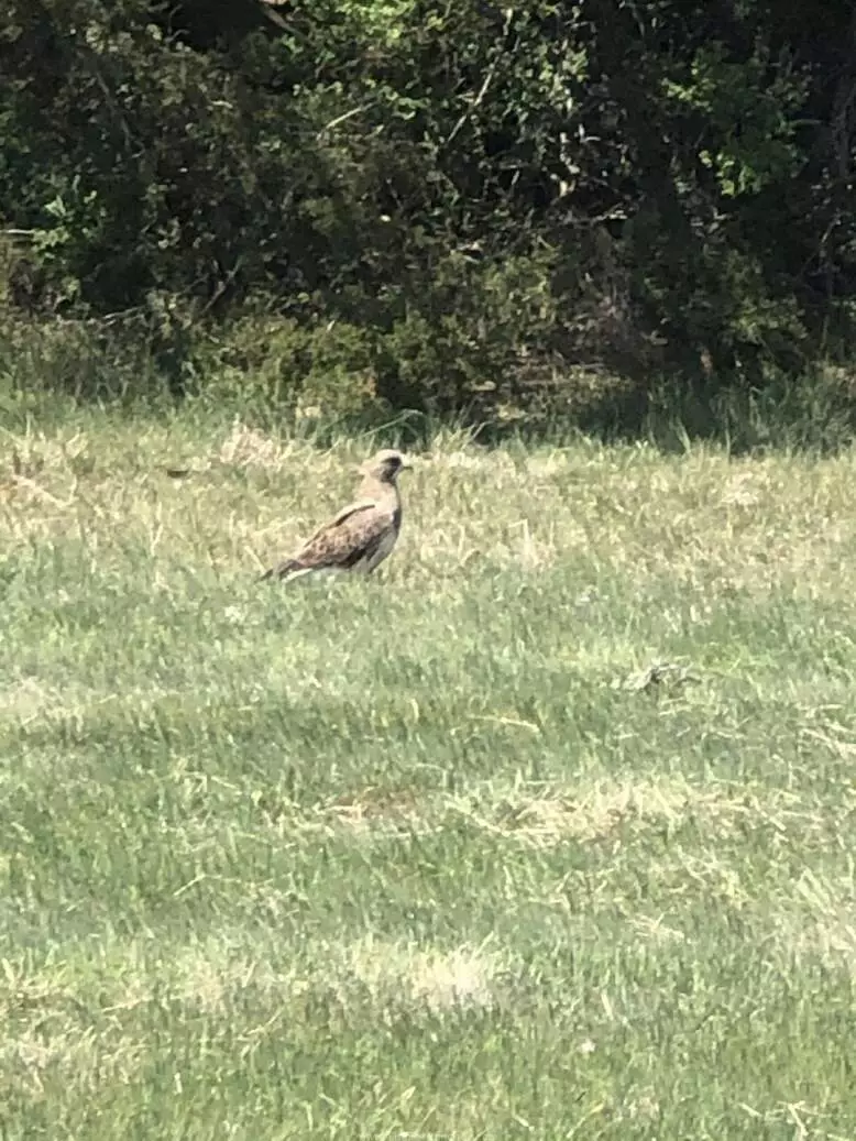 Hawk in field