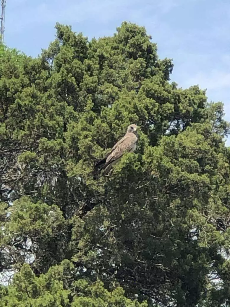 Hawk in tree